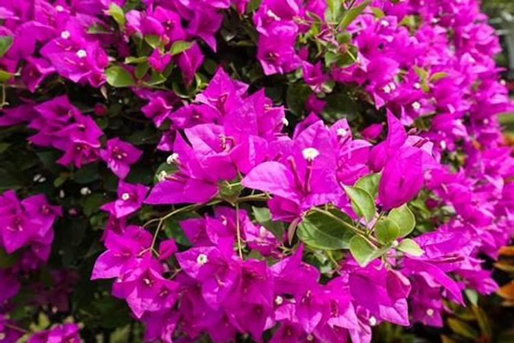 三角梅长出小花苞后怎么浇水