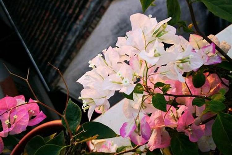 三角梅有花苞怎么施肥 注意事项有哪些