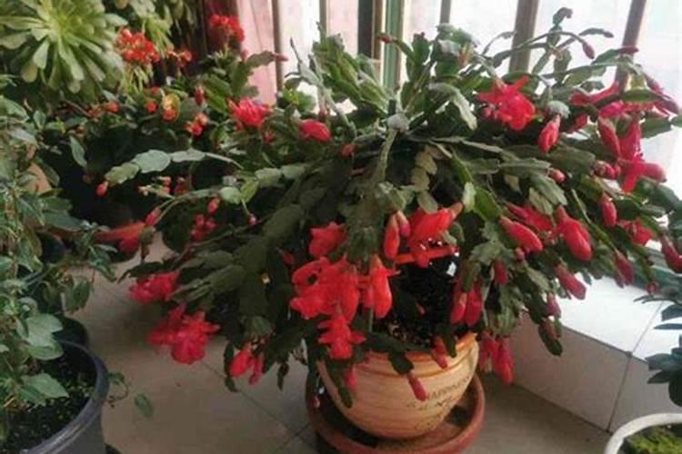 高钾肥适合浇什么花