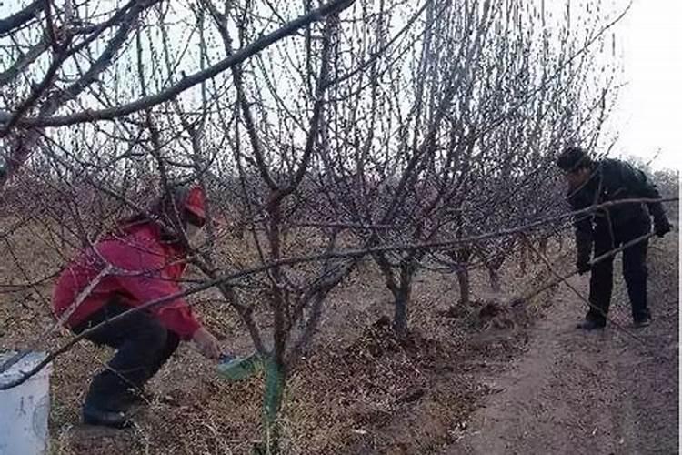 大蒜专用肥什么最好