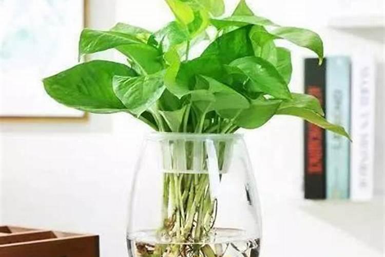 水培绿萝用什么肥怎么养才茂盛