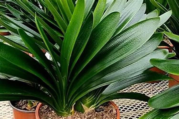 君子兰施肥用什么肥料好 如何施肥