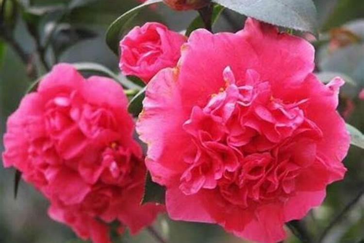 茶花有花苞后怎么施肥