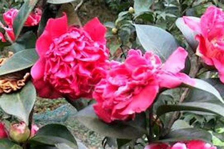 山茶花开花时能施肥吗？了解茶花的正确施肥方法