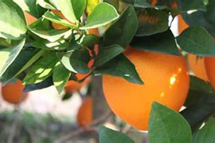 茄子为什么不开花