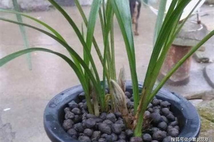 氮肥可以兑水浇花吗