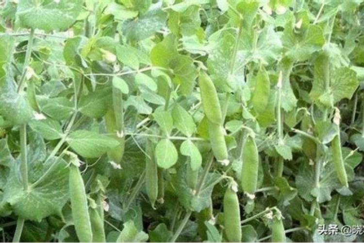 桃树的种植技术 桃树应该怎么养殖