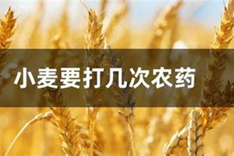 小麦田喷施麦黄金一季喷几次？