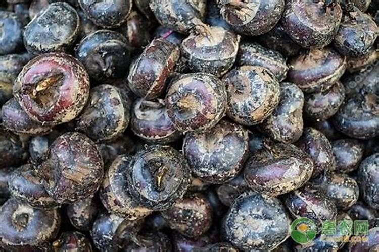 水溶性肥料用太多烧根吗？