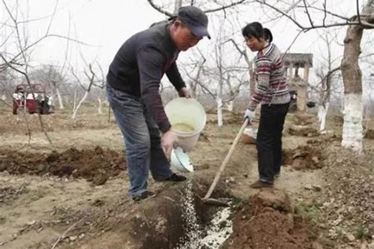 如何施用？钙肥有哪些种类？