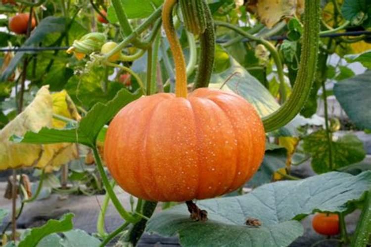 种植南瓜怎样才能高产