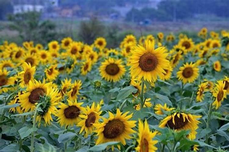 葵花施肥时间介绍 葵花什么时候施肥