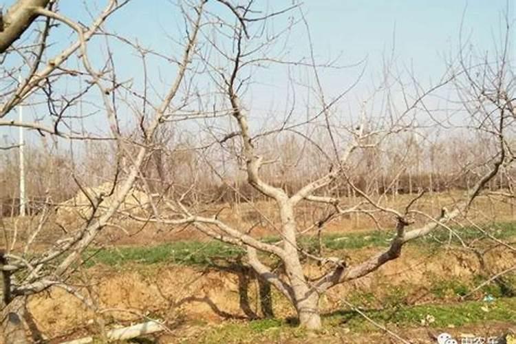 施用氮肥过多对植物有什么影响