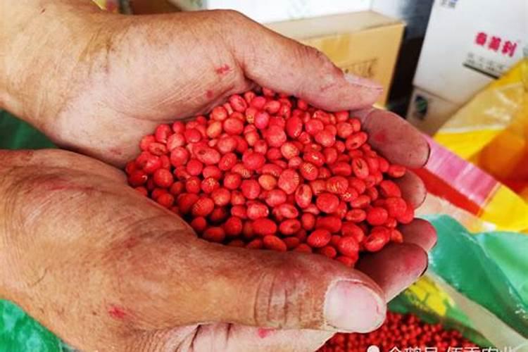 芸豆花叶病怎么治？