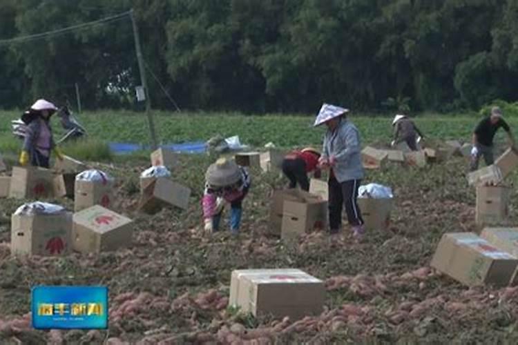 种红薯如何使用钾肥