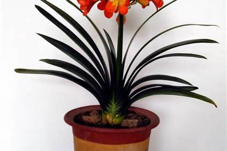 君子兰换盆后多久可以施肥