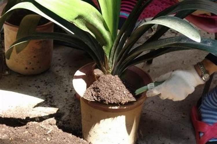 君子兰换盆后多久可以施肥