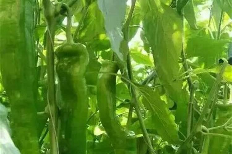 辣椒开花结果需要施什么肥