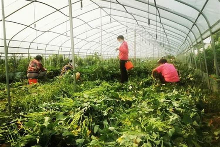 西兰花要施什么肥最好