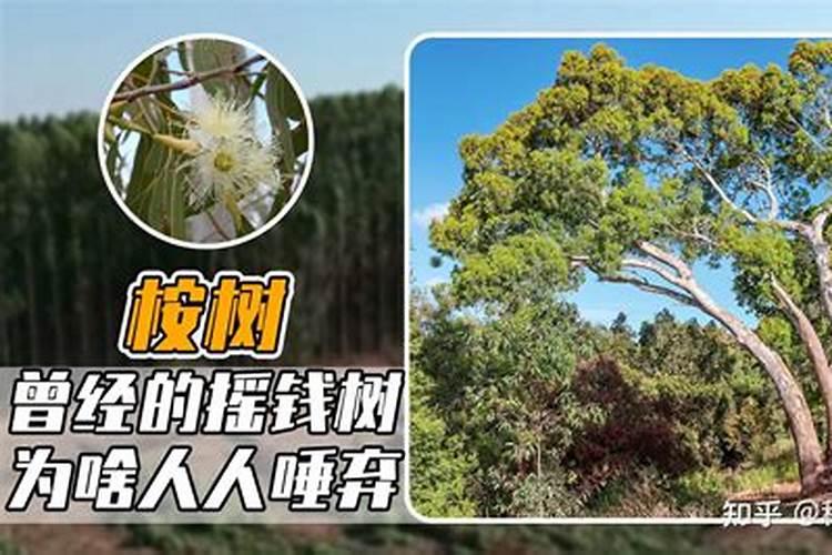 多菌灵灌根使用方法 多菌灵和高锰酸钾的区别