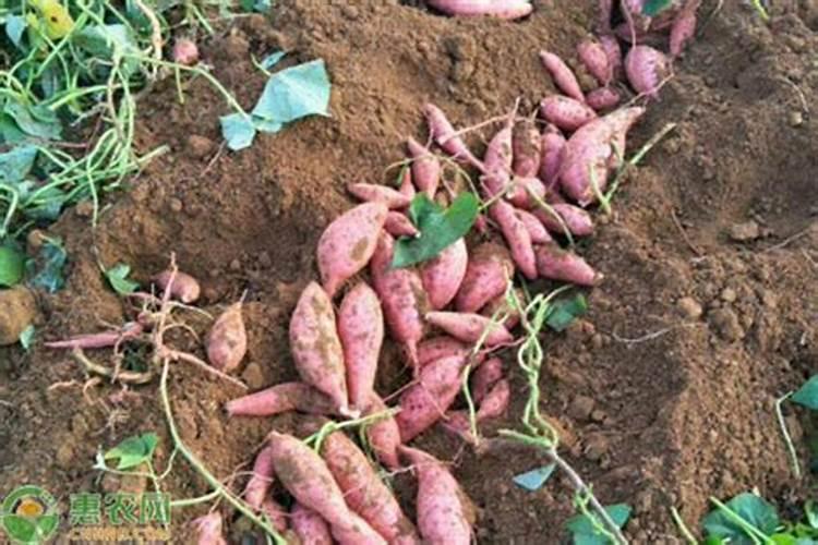 北方冬季苹果树施什么肥料好