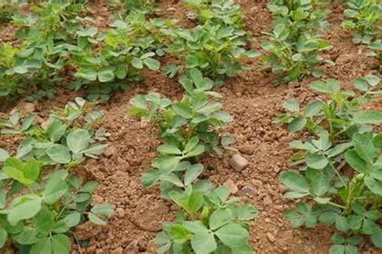 碗豆苗用什么肥料