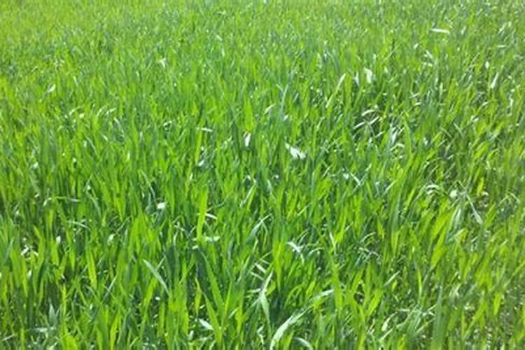 小麦清明前后还能撒尿素吗