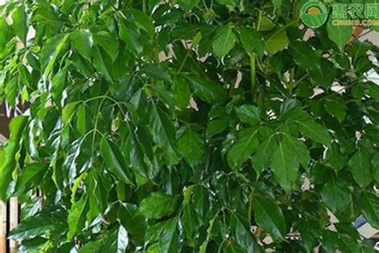 腐植酸是干什么用的？多少钱一吨？