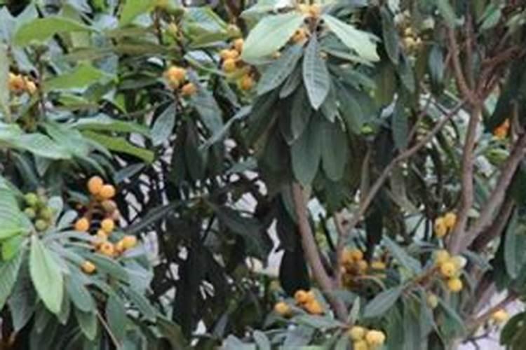 枇杷树用什么肥料最好