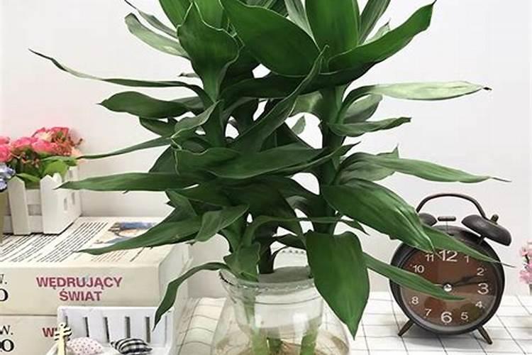 观音竹的施肥方法什么肥料好？