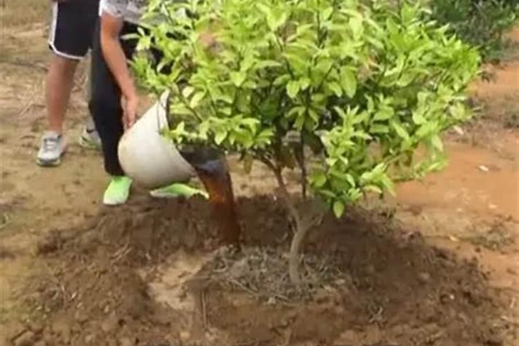 磷肥对果树的作用是什么？