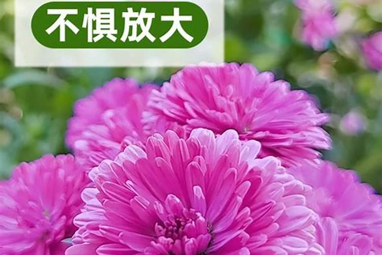 种植大葱需要注意什么问题？