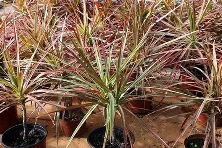 千年木栽培管理