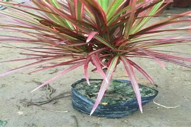 千年木怎样施肥