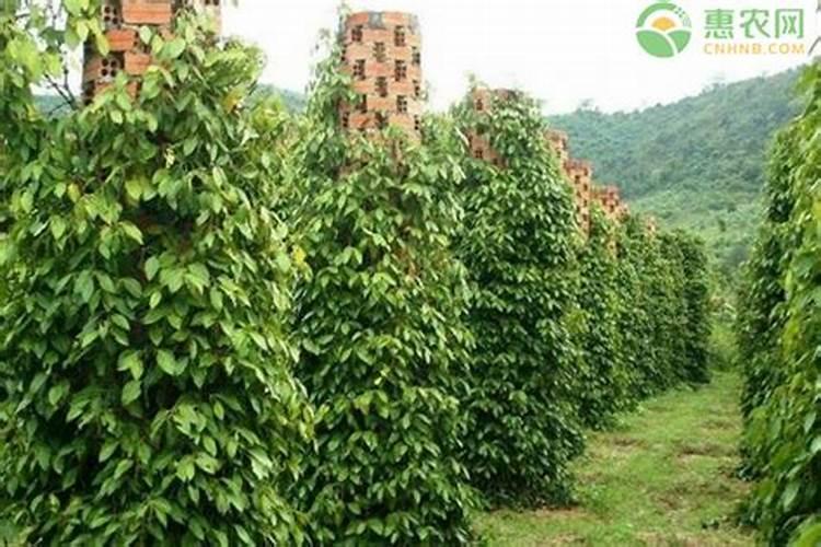 胡椒木耐寒多少度,胡椒木过冬对温度的最低要求