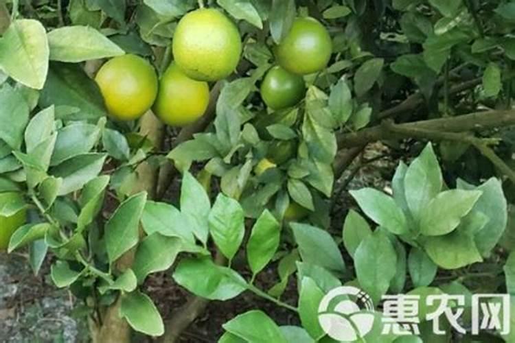 硫酸钾型复合肥适用于什么土地