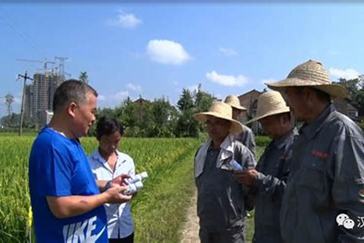 氯化钾在水稻那个生长期用最好？
