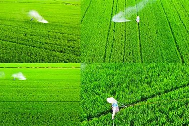 水稻后期施什么肥最好