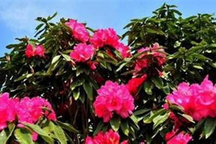 矿源黄腐酸钾最佳使用方法