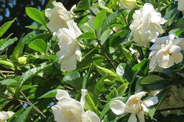 栀子花可以用复合肥吗