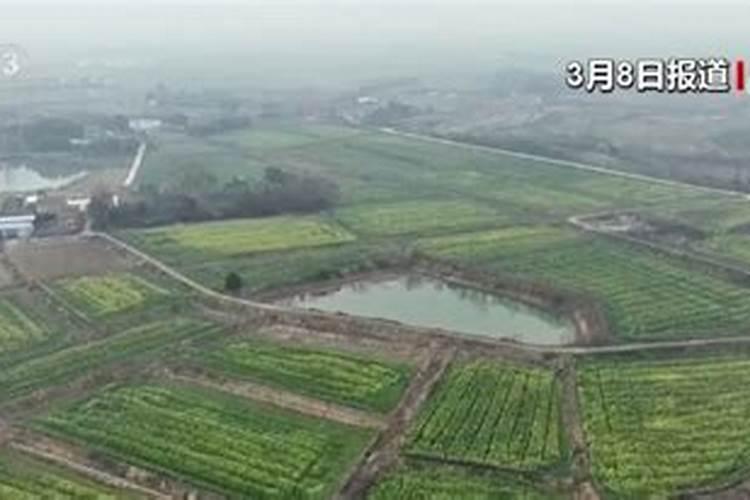 专家你好 这苗怎么了 如何防治