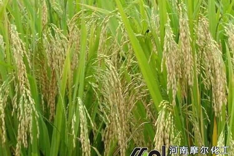 自来水电解后怎么变成绿色浮出水面