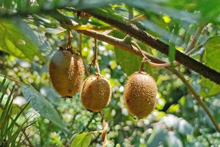 猕猴桃挂果后施什么肥料