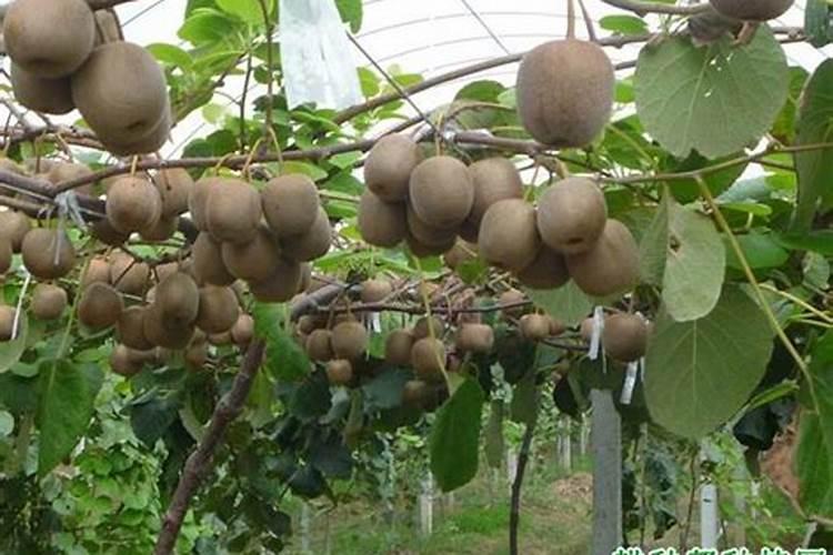 七月份猕猴桃喷什么叶面肥可以使果子可以使果面干净？