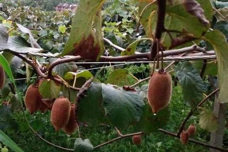 猕猴哪种叶面肥适合常年使用？