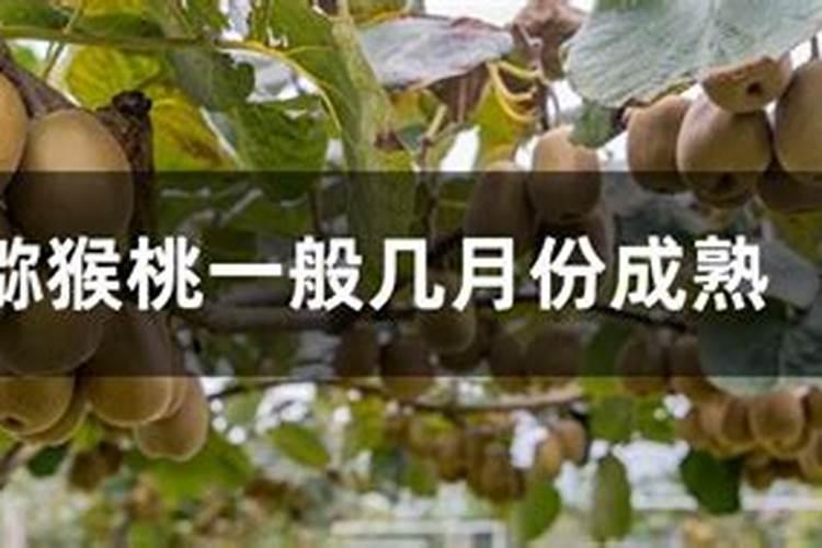 猕猴桃水溶肥的用量用法是什么