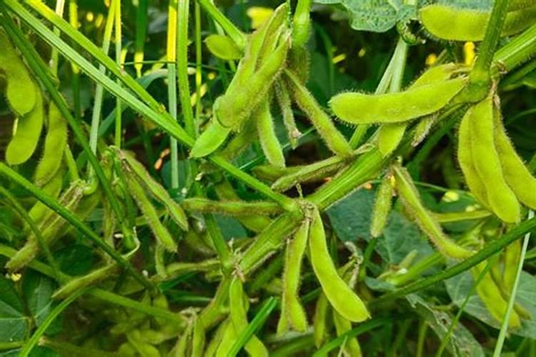 栀子花施肥什么肥料