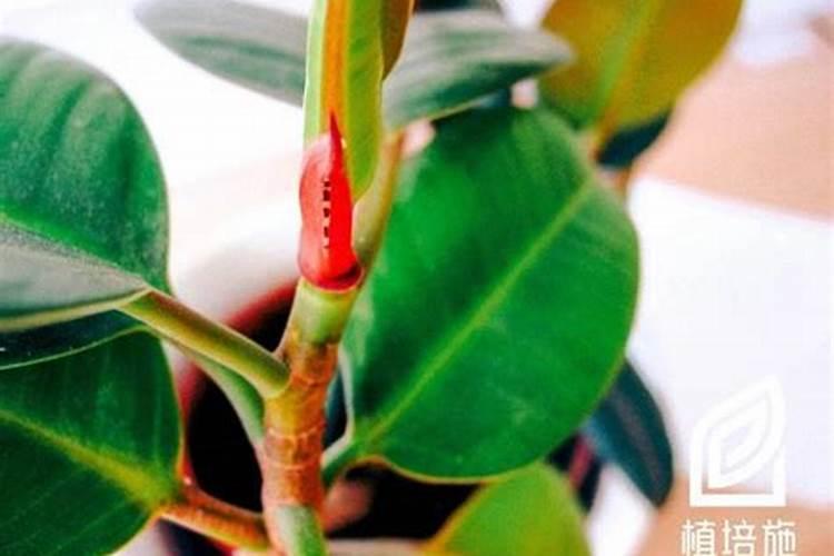 橡皮树怎样能快速长出新根 养橡皮树哪些是要注意的