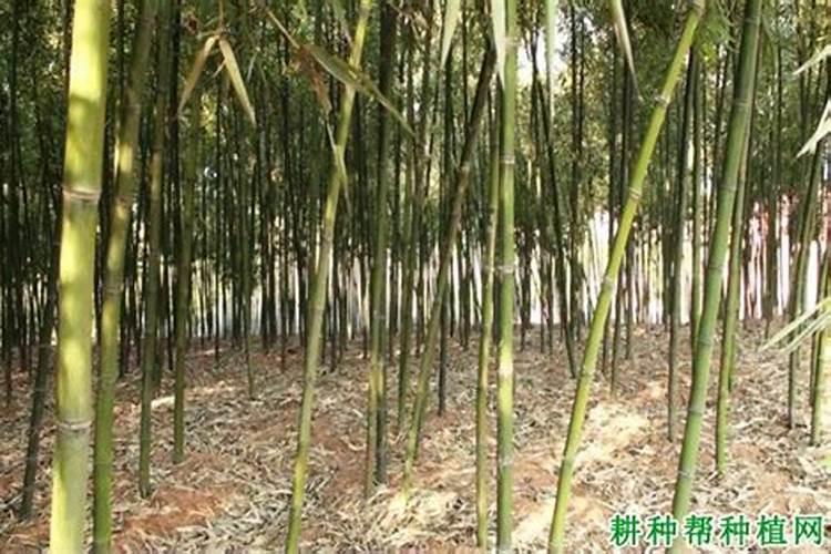 雷竹需要施什么肥料？