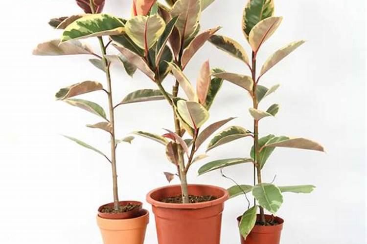 农作物会缺钙吗？如何给农作物补钙？